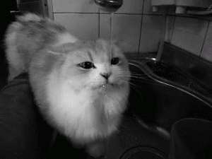 catsink